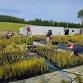 Native Plant Nursery Drop In event image