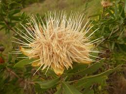 Image result for Protea welwitschii