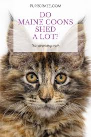 How and why do cats shed claws? Do Maine Coon Cats Shed A Lot Here Is The Truth Purr Craze