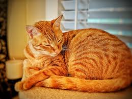 Последние твиты от the arabian mau (@thearabianmau). My Majestic Arabian Mau Cat Breeds Arabians Breeds