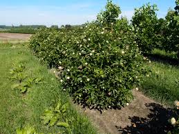 Image result for Cephalanthus