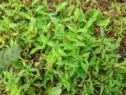 Image result for Arthraxon