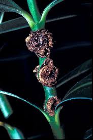 Image result for pseudomonas savastanoi pv nerii oleander symptoms