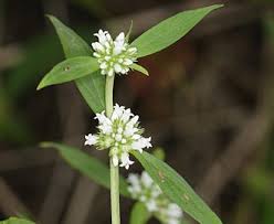 Image result for Spermacoce annua