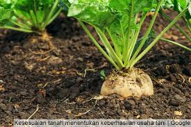 Sedangkan yang lainnya bisa digunakan untuk menghias kolam dan taman di. 9 Jenis Tanah Yang Baik Untuk Tanaman Terlengkap