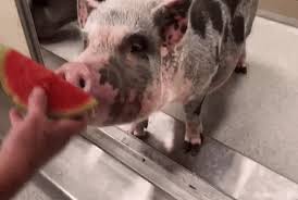 Log in to save gifs you like, get a customized gif feed, or follow interesting gif creators. Urban Dictionary Watermelon Sugar