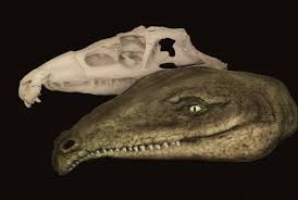Image result for Proterosuchus