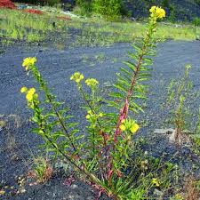 Image result for Oenothera indecora