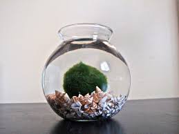 Marimo Moss Ball Marimo Moss Marimo Moss Ball Marimo