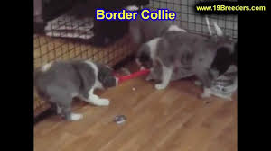 Great savings & free delivery / collection on many items. Border Collie Puppies Dogs For Sale In Newark New Jersey Nj 19breeders Paterson Edison Youtube