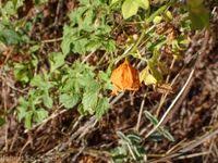 Image result for Momordica corymbifera