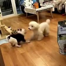Dog Dance Off In 2020 Funny Animal Videos Cute Funny Animals Cute Baby Animals