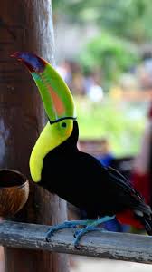 Toucan Bird Brazil 4k Ultra Hd Mobile Wallpaper Brazil Animals Cute Birds Animals Beautiful