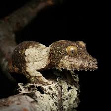 Image result for Urochloa platynota