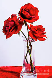 Find flowers now at getsearchinfo.com! Red Roses In Glass Vase Photograph By Alexander Vinogradov