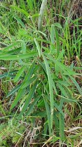 Image result for Crotalaria brevidens
