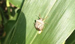 Easy steps to identify and deal with aphids, bagworms, cabbage worms, colorado potato beetles, flea beetles, japanese beetles, lace bugs, leafhoppers, squash bugs when you're in the garden picking homegrown produce and find telltale bite marks on your plants, chances are you have insect pests. Managing Green And Brown Stink Bugs In Corn Golden Harvest