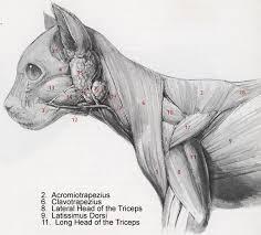 Neck And Shoulder Muscles Of A Cat 3 Jpg Image Cat Anatomy Feline Anatomy Anatomy For Artists