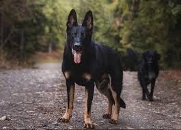 Check spelling or type a new query. 10 Brilliant German Shepherd Colors Coats Markings