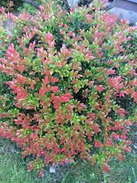 There are four species of berries in red dead redemption 2: Vaccinium Ovatum Xera Plants