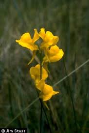 Image result for Utricularia  cornuta