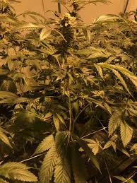 Manhwa pounding becerita tentang aku putus asa karena kehidupanku yang menyedihkan. Farming Pot Abroad The Indonesians Living Overseas As Marijuana Farmers Lifestyle The Jakarta Post