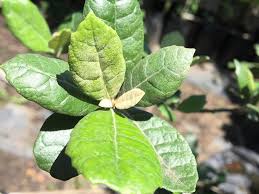 Image result for Brachylaena discolor