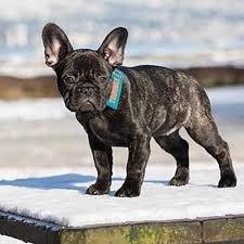 Are french dog puppies hyper? Bring Attention To Your Dogs Need And Behaviors With The Bark Notes Dog Collar And Leash Attachments Troub Cute Dogs And Puppies Puppies Bulldog Puppy Training