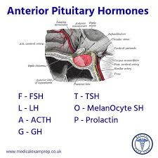 The Flag Top Mnemonic Is A Great Way To Remember The Anterior Pituitary Hormones Foamed Meded Physiology Medschool Anterior Pituitary Hormones Exam Prep