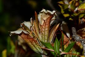 Image result for Blepharis stuhlmannii