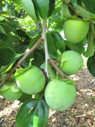 Fruit trees for sale in tuscaloosa on yp.com. Persimmon Augusta Ga Official Website