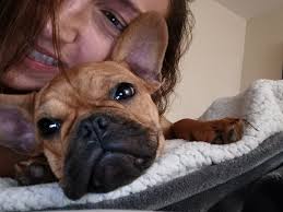 Lost Dog in Illinois