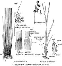 Image result for Juncus