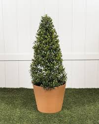 Image result for Eugenia