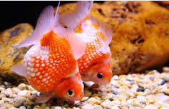 Maka contoh aquarium ikan hias air laut di bawah ini bisa menjadi solusi alternatif. Cara Merawat Dan Memelihara Ikan Hias Di Akurium Ikan Hias Air Tawar Laut Dan Aquarium