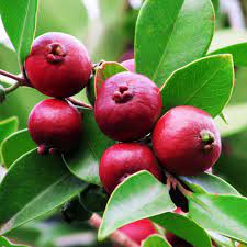 Guava (psidium guajava linn.) commonly known for its food and nutritional values throughout the world. Guava Red Apple Buy Plants Online Pakistan Online Nursery