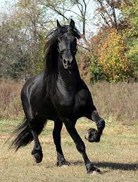 How much does a friesian actually cost then? How Much Does A Friesian Horse Cost Horsy Land All About Horses