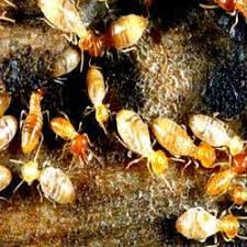 Advanced pest controls offering pest control services in hyderabad since 1999. Termite Control Services In Dilshuknagar Hyderabad East India Pest Control Services