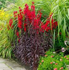 Image result for Lobelia fervens