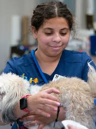 Meet The Team- Veterinarians and Support