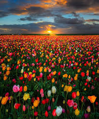 Last Moments Of Warmth Wooden Shoe Tulip Farm Oregon Makes Me Think Of Wizard Of Oz Beautiful Flowers Beautiful Nature Tulips