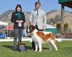 Akc actively advocates for responsible dog ownership and is dedicated to advancing dog sports. Service Dog St Bernard Is Also An Accomplished Akc Dog Sport Athlete