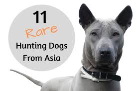Address, phone number, taipei zoo reviews: 11 Unrecognized And Rare Hunting Dogs From Asian Countries Pethelpful