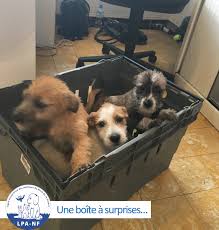 Cela concerne les amateurs de longues randonnées en pleine nature ainsi que les joggeurs réguliers. Chats Dans Des Sacs Poubelles Chiens Accroches Aux Grilles Du Refuge Le Cri D Alarme De La Lpa Du Nord