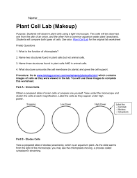 All the cells in the body require oxygen for cellular respiration in order to generate energy and to. Plant Cell Virtual Lab