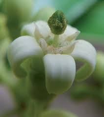 Image result for Multidentia concrescens