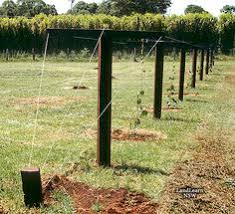 Planting hardy kiwi (issai kiwi/kiwi berry)| not quite a homestead. 23 Best Hardy Kiwi Trellis Ideas Hardy Kiwi Trellis Kiwi