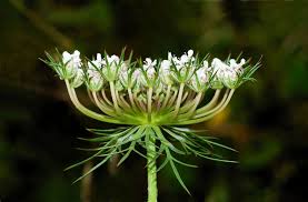 To her, the delicate blooms stood as some of the most overlooked pieces of naturally occurring beauty, objects that the bustling contemporary world ignored. Daucus Carota Wikipedia