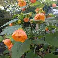 After flowering, cut back hard. Abutilon Giant Orange Paddock Plants Buy Online Uk