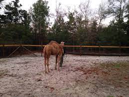 Daytona james paul was one of two people shot. Woman Sues Confederate Group Says A Camel Bit Her At Jefferson Davis S Old House The Washington Post